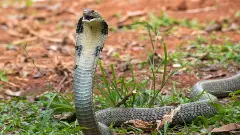 King Cobra travelled in a mans car for 200 km