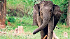 Elephant