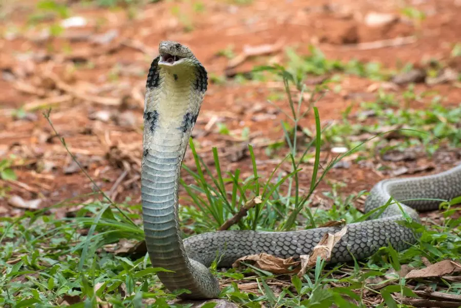King Cobra travelled in a mans car for 200 km