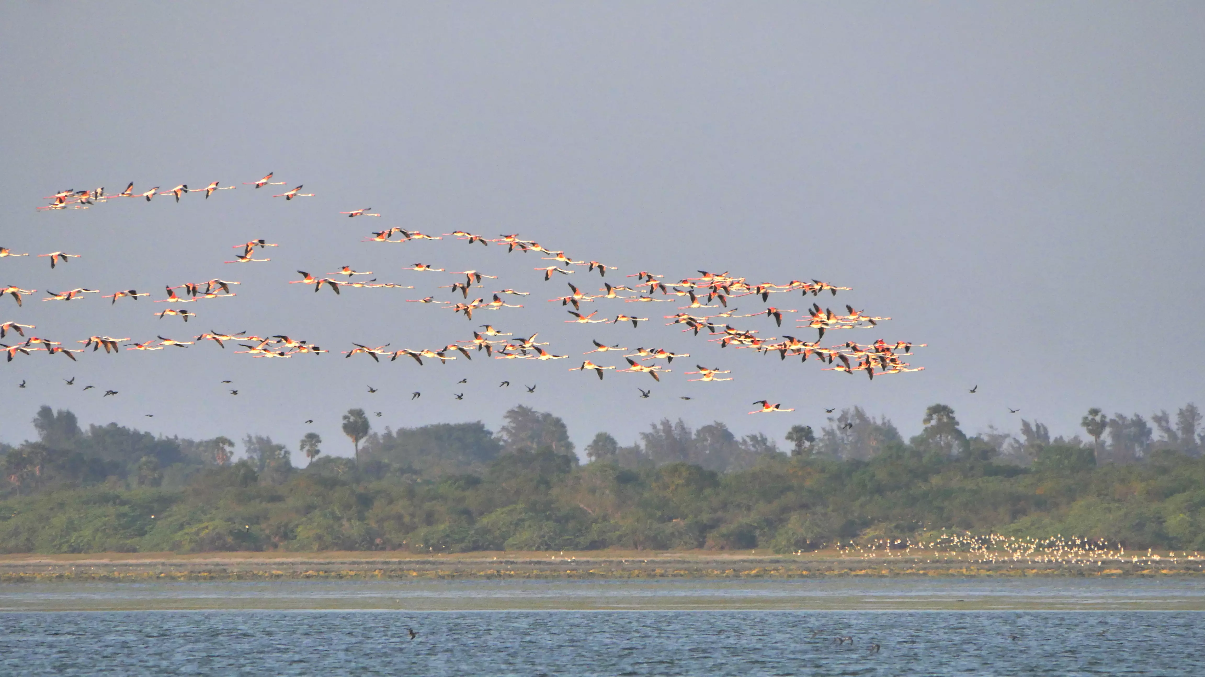 Initially, the flamingos did not react. But then, the dramatic thing happened: The deafening roar!