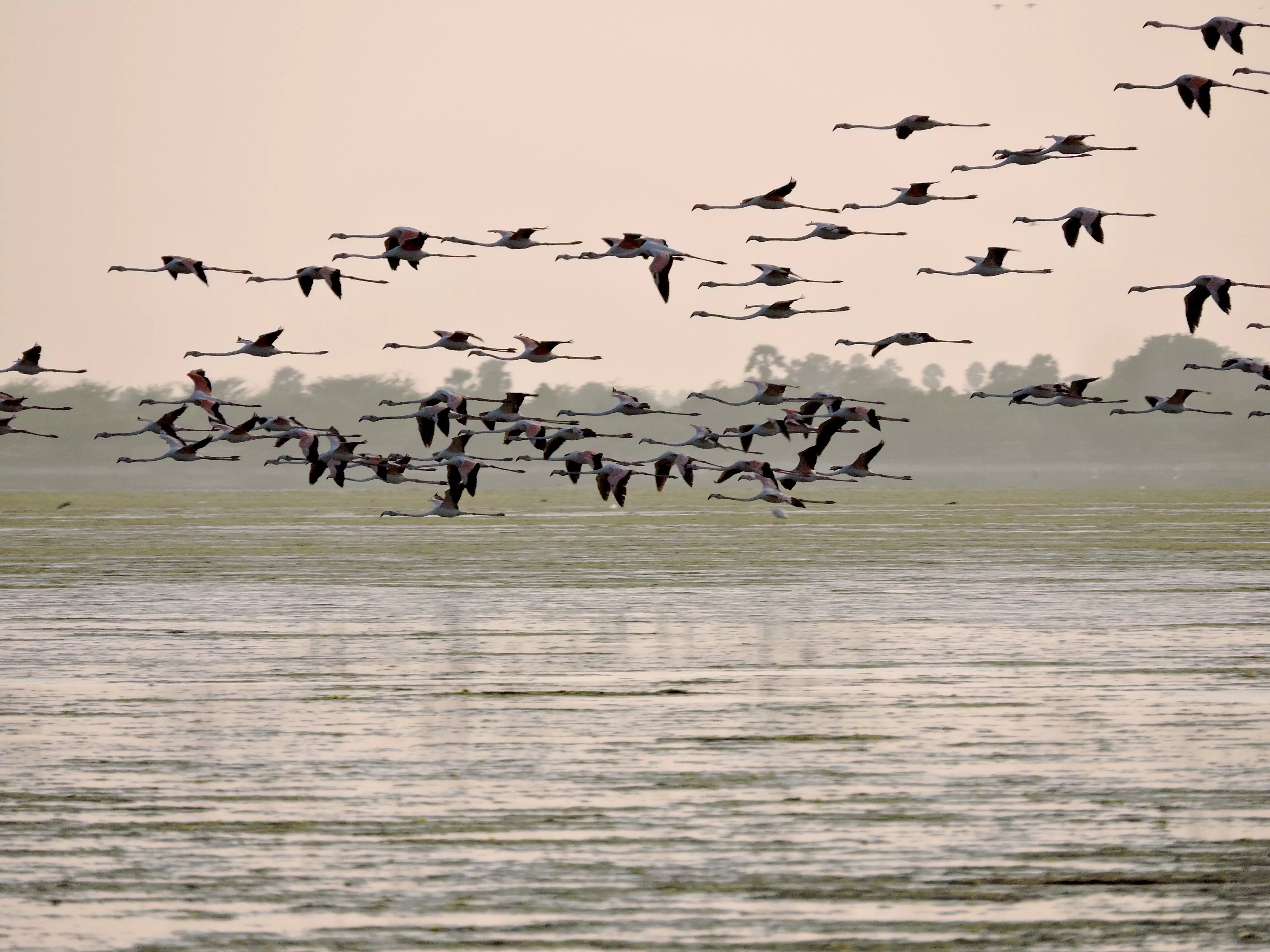 Every year, flamingos flock to the bird sanctuary at Pazhaverkadu, in large numbers. Photo: T R Govindarajan