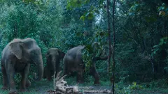 Poacher review: Series on illegal ivory trade trumpets the plight of elephants