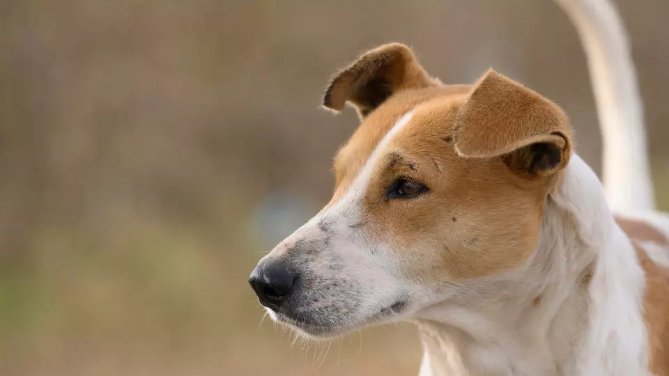 dogs missing, stray dogs, Mamallapuram, removed, PM Modi, China president Xi Jinping, panchayat, Blue Cross, sterilization, puppies, pregnant dogs, relocated