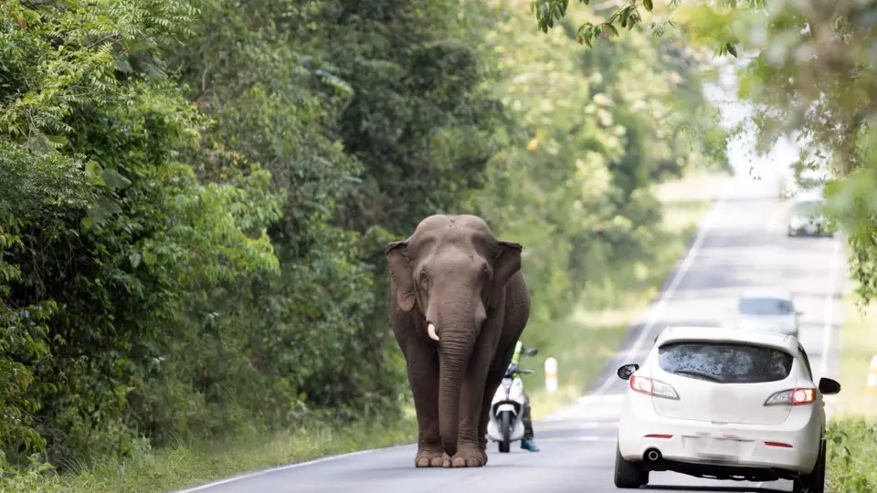 Elephant translocation Arikkomban