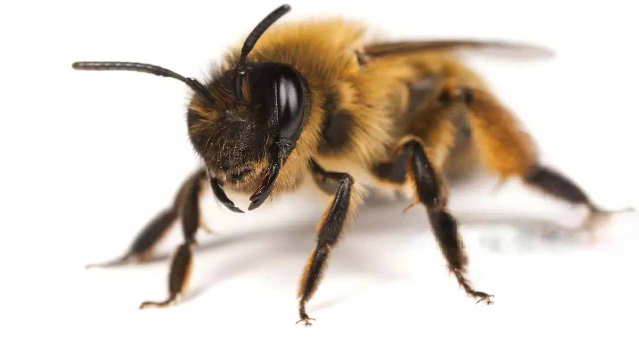 Wild solitary bees offer a vital pollination service