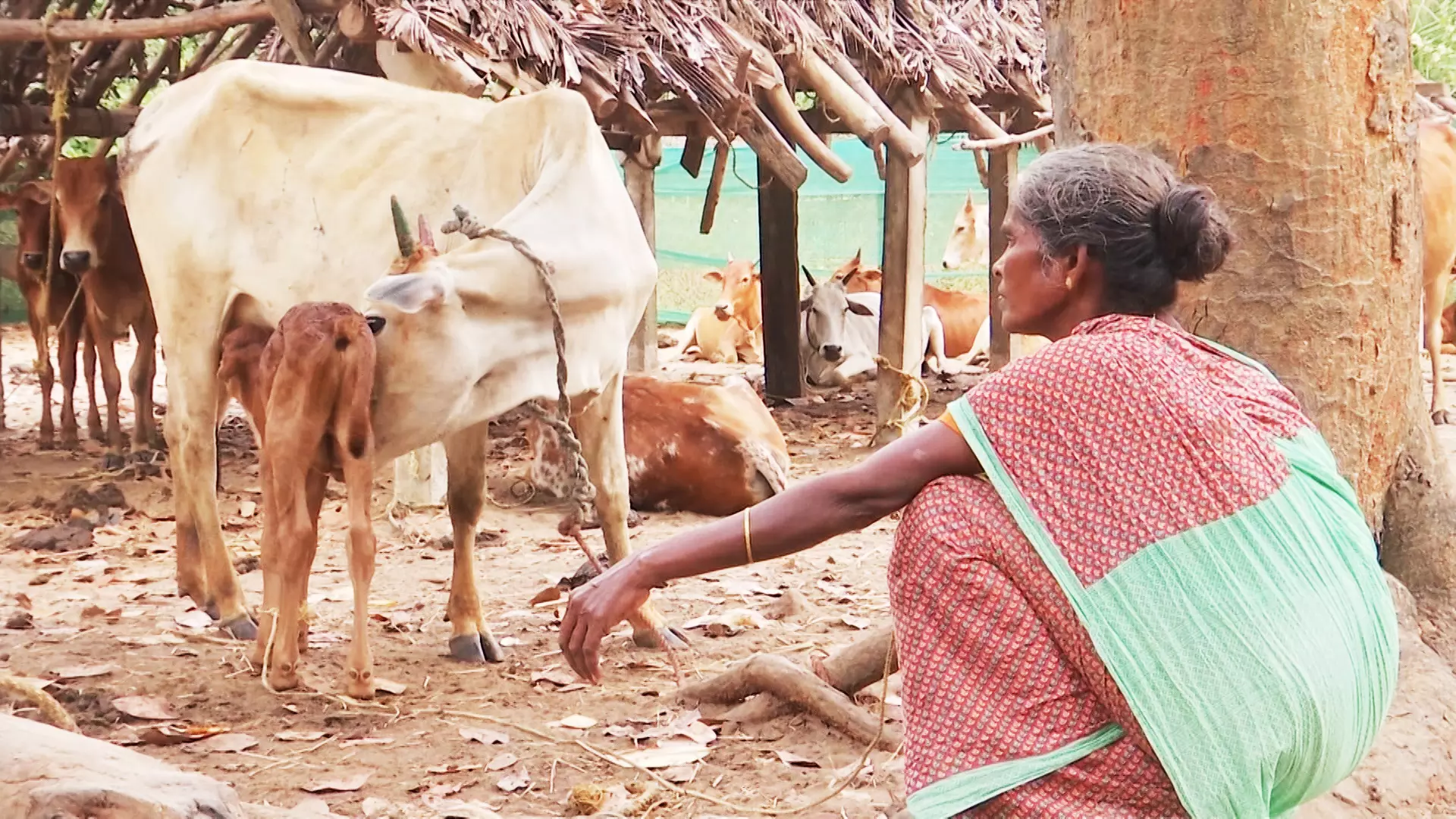 How a widow from Tamil Nadu led a revolution to save Naatu Kuttai cows and women like her