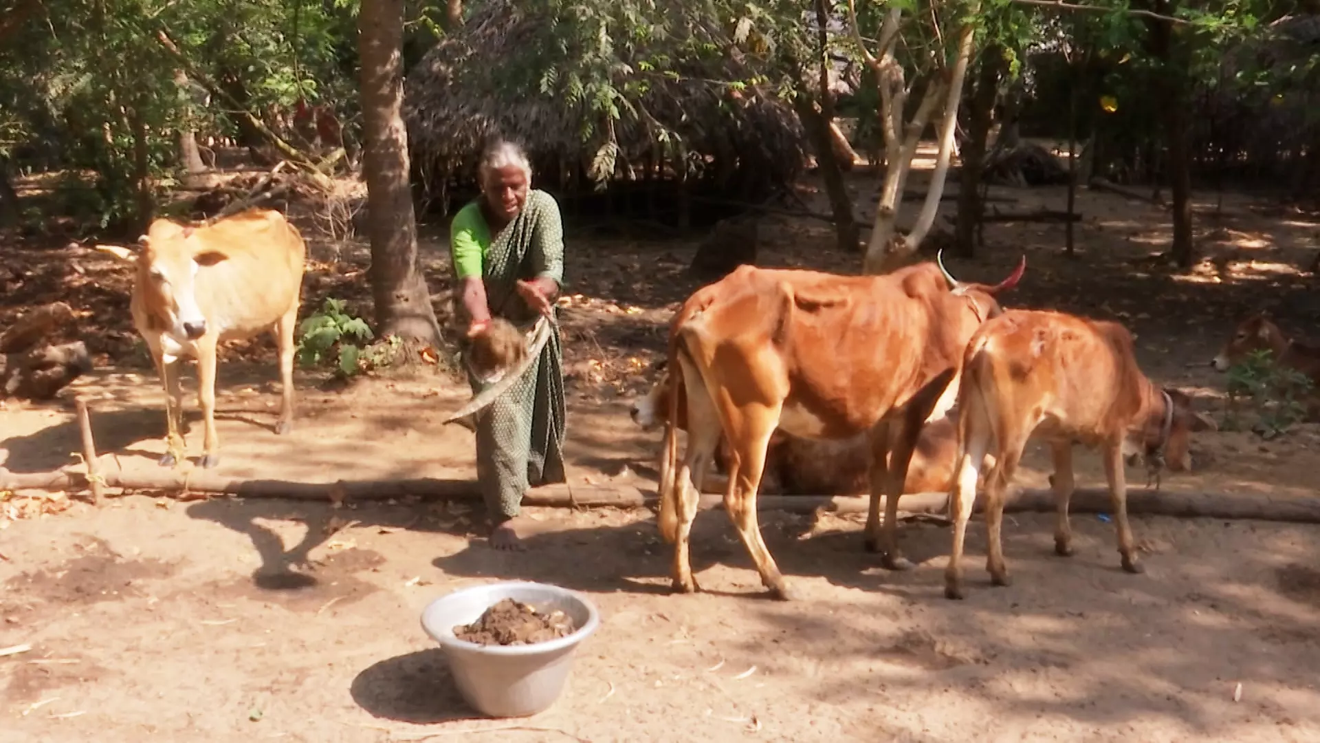Chandra Natarajan says with lack of education and nobody to support any entrepreneurial activity in the area, grazing cows came as the sole livelihood option.