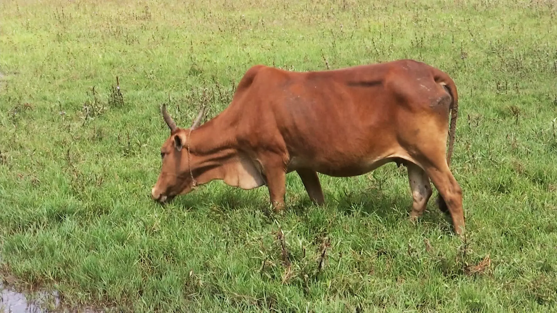 TANUVAS has set up the Naatu Kuttai conservation centre in Kattupakkam at a cost of Rs 86 lakh last year. The centre has 50 cows from Panaiyur.