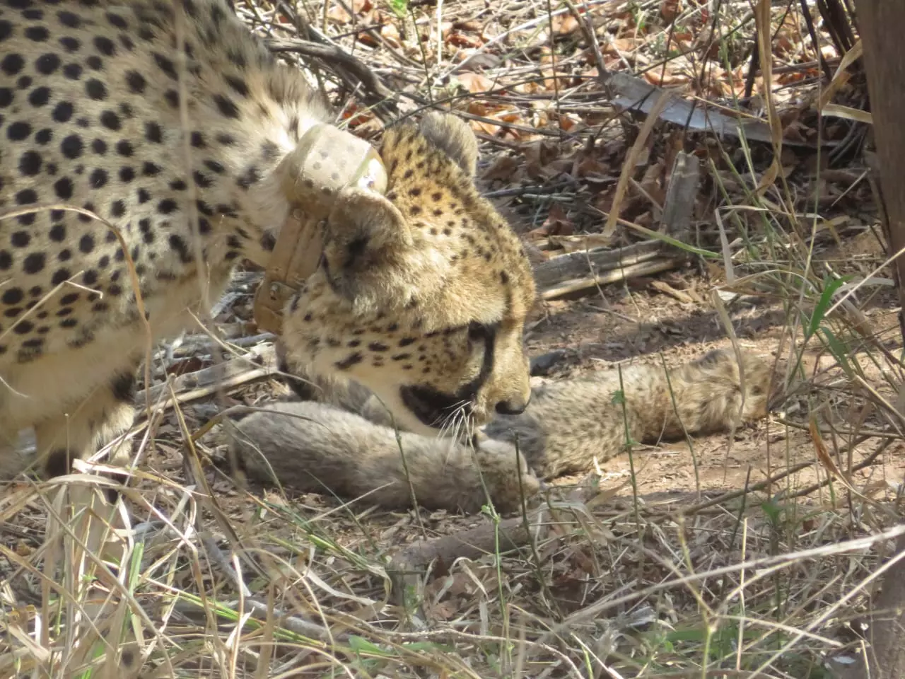 South African cheetah gives birth to five cubs at Kuno National Park