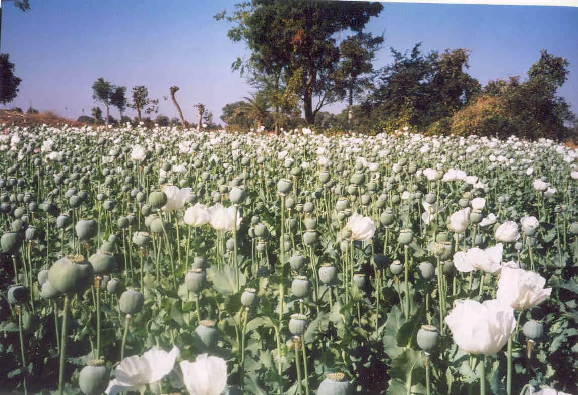 Police destroy poppy cultivation worth Rs 10 cr inside Odisha’s tiger reserve