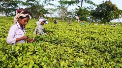 Modi’s unfulfilled guarantee: Why tempers are boiling among Assam’s tea tribes against BJP