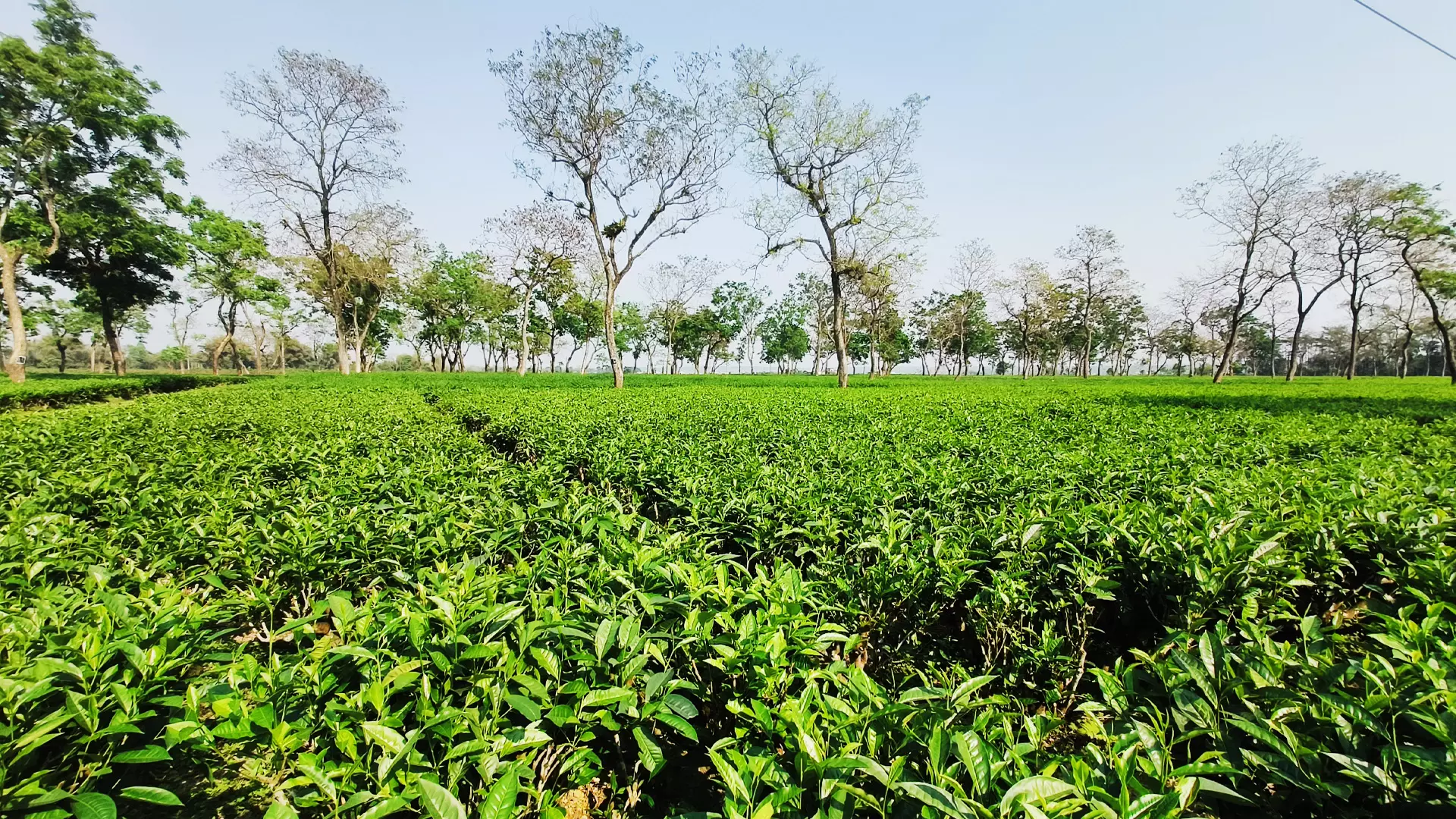 There are around 900 tea gardens in Assam and about 15 lakh people are connected to them directly or indirectly. 