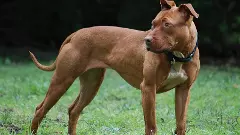 Pitbull attacks man in Gurugram park, owner booked