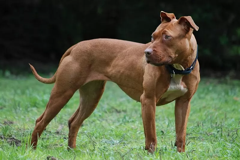 Centre bans import, breeding, sale of ‘ferocious’ breeds like Rottweiler, Pitbull, Mastiffs