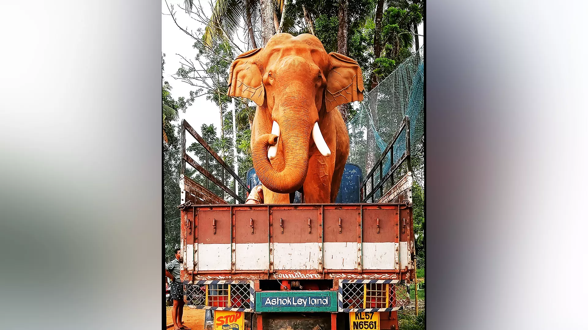 As an elephant-lover, Sooraj has a fairly good knowledge about captive elephants used for processions and festivals in the temples of Kerala. Photos: Sooraj Nambiat 