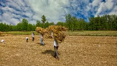 Uttar Pradesh farmers