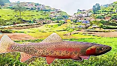 The Scottish trout fish and the mystery of a ‘lake gone missing’ in Ooty