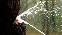 A tree that gushes potable water: Indian Laurels video goes viral