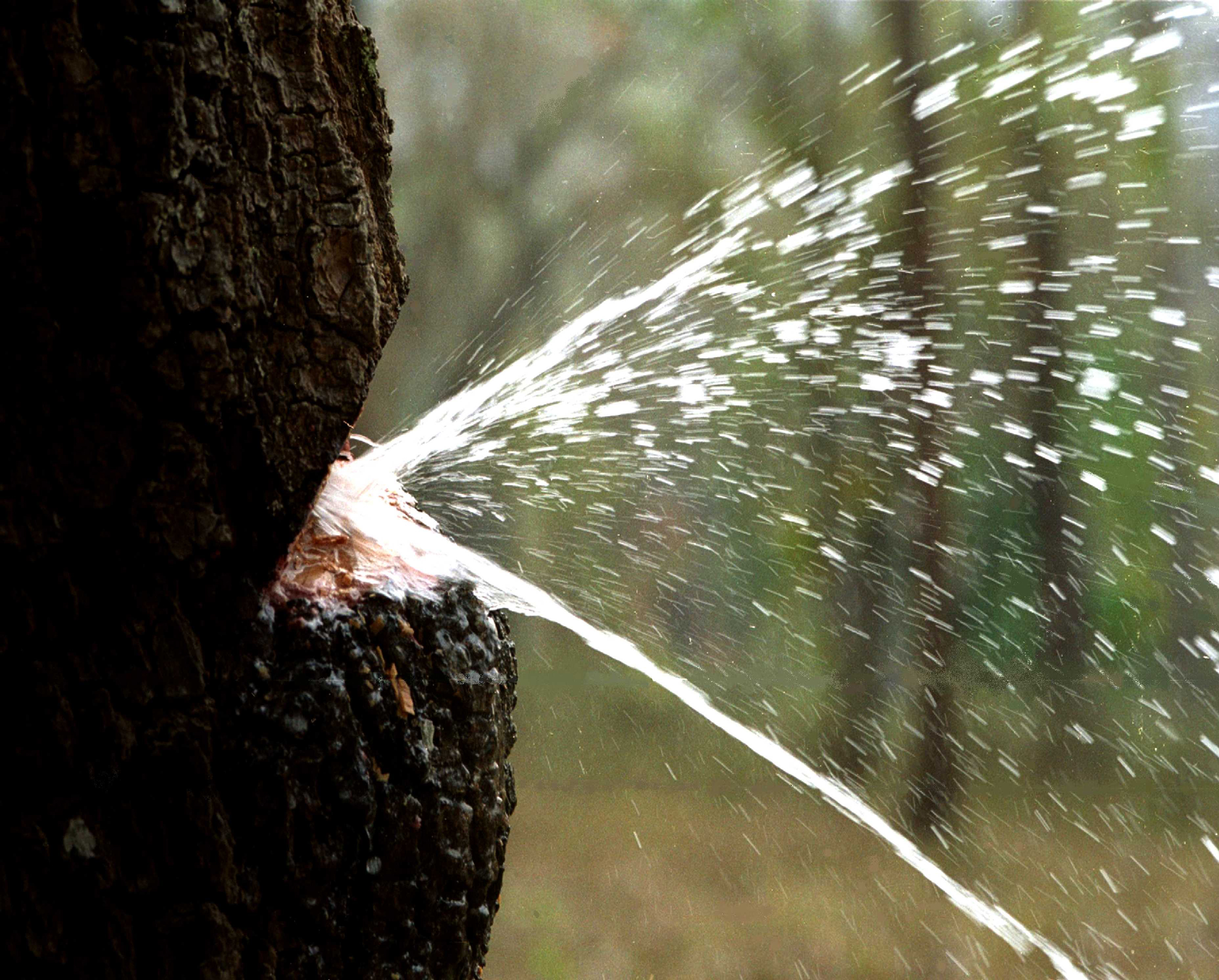 Water Tree Invetion A tree that gushes potable water: Indian Laurel's video goes viral