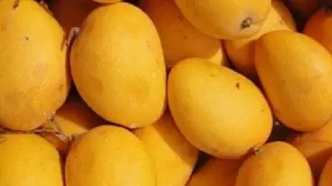 mangoes, online delivery,postal service, Karnataka State Mango Development & Marketing Corporation