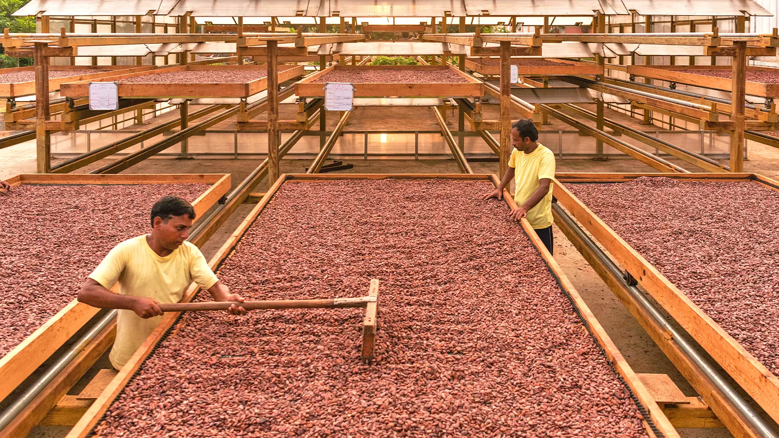 Cacao fermentery in Andhra Pradeshs West Godavari district.