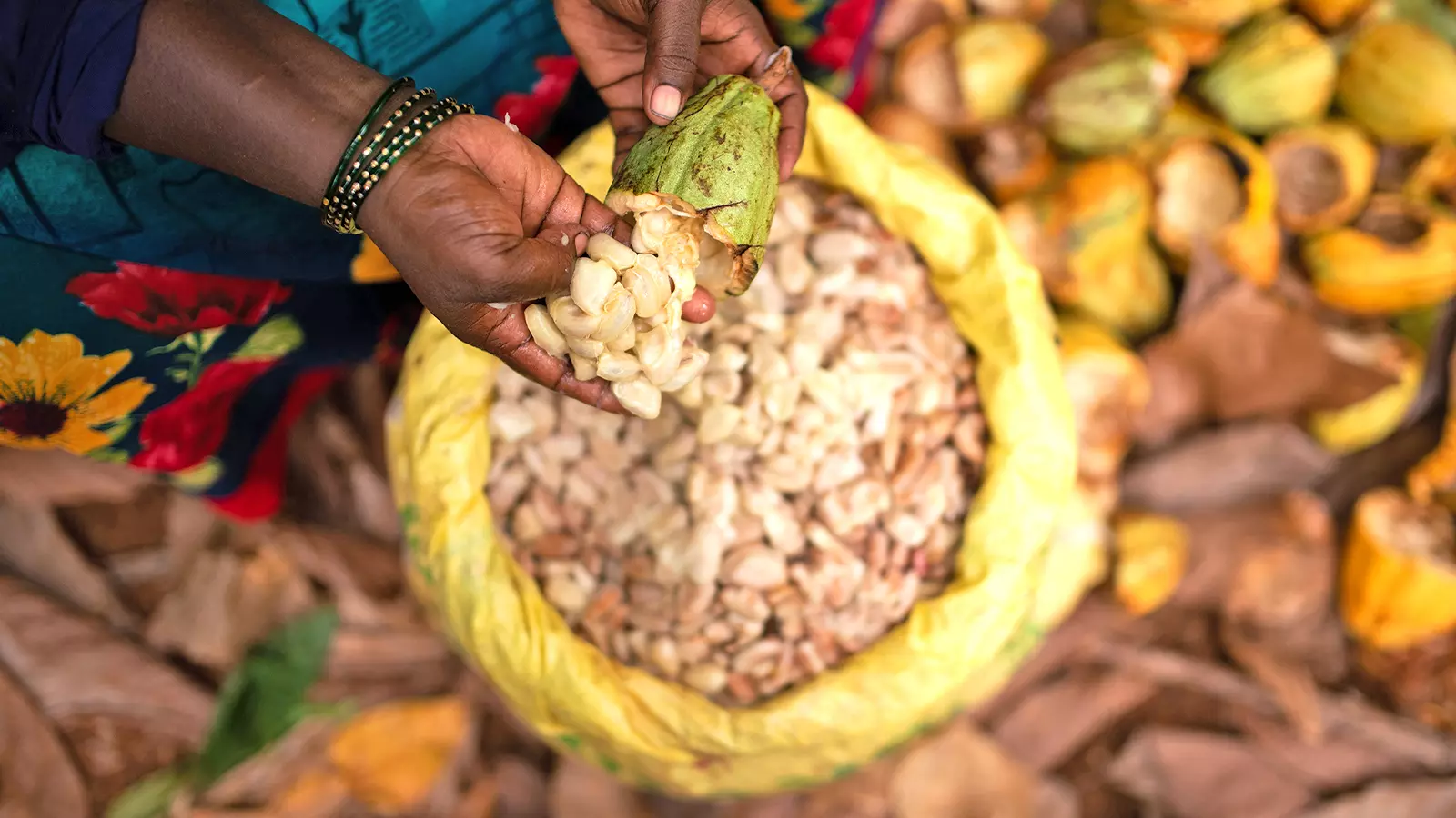 The produce of Cacao Farms in West Godavari.