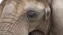 Elephant, deaths, Botswana, Coimbatore