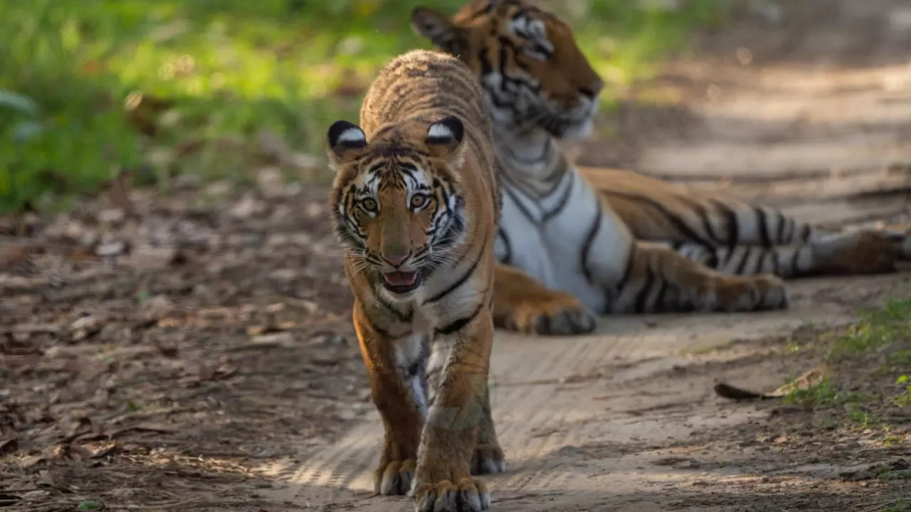 Two days after killing farmer, tiger captured in MPs Balaghat; sent to Satpura reserve