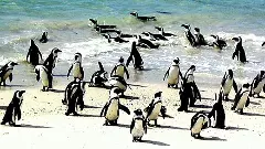 World Penguin Day 2024: History, significance, fun facts