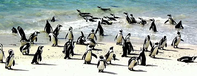 World Penguin Day 2024: History, significance, fun facts