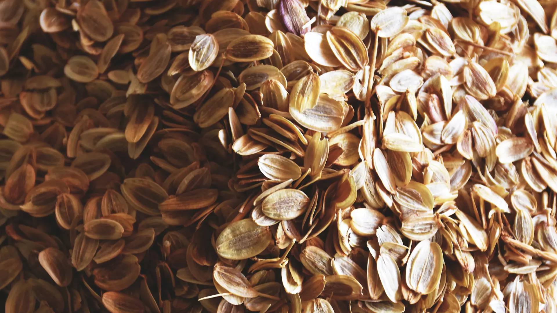 Asafoetida seeds. India is likely to have its own home-grown hing in just a couple of years.