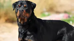 Five-year-old injured in attack by Rottweiler dogs in Chennai park