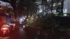 Tree, Bengaluru rains