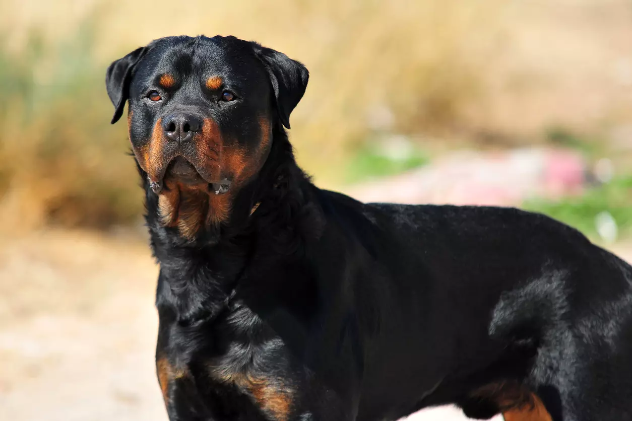 Five-year-old injured in attack by Rottweiler dogs in Chennai park