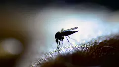 Explainer: West Nile fever in Kerala; what you need to know