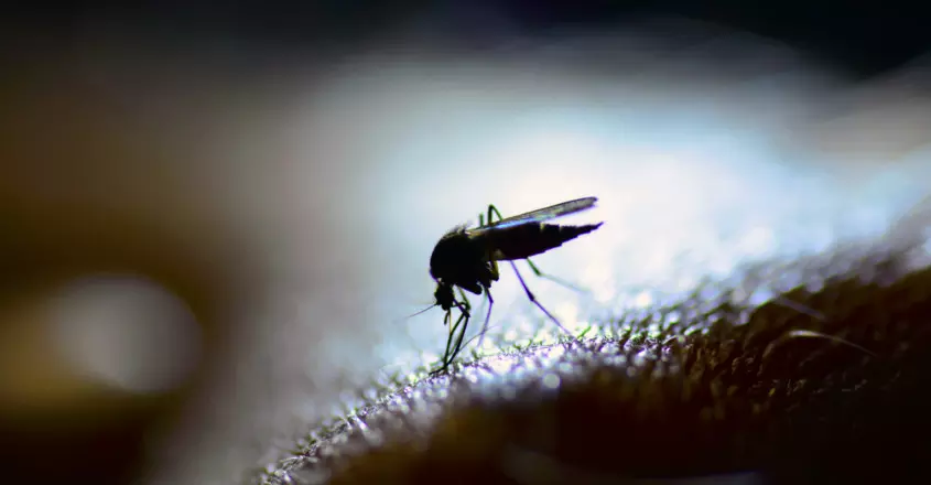 Explainer: West Nile fever in Kerala; what you need to know