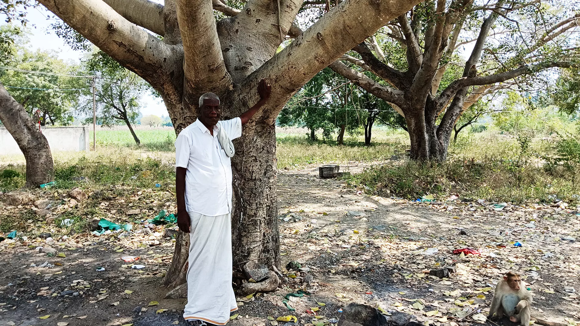 The trees that Karuppaiya once planted are his companions today.