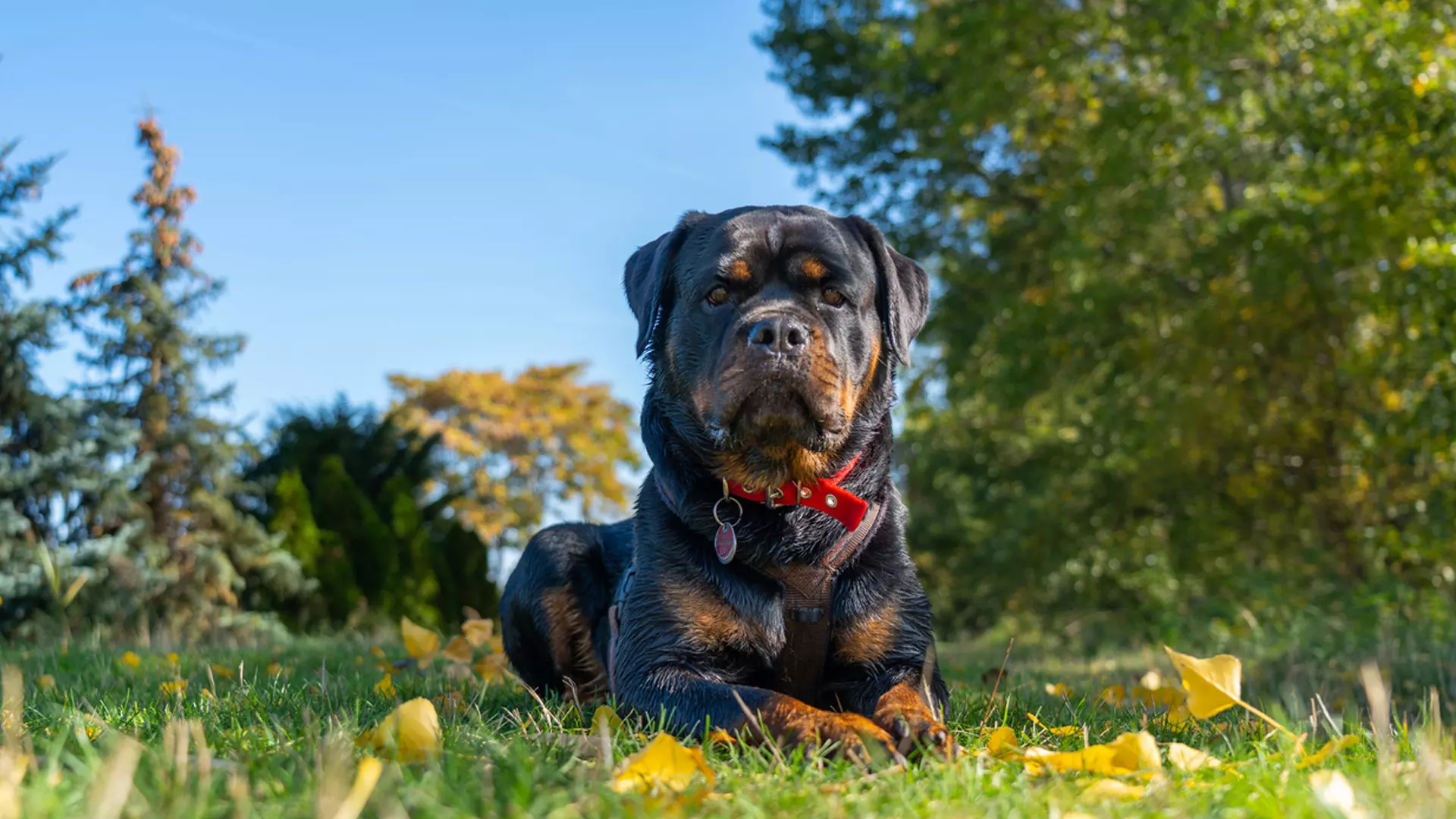 Chennai civic body tightens rules for pets in public parks after Rottweilers attack girl