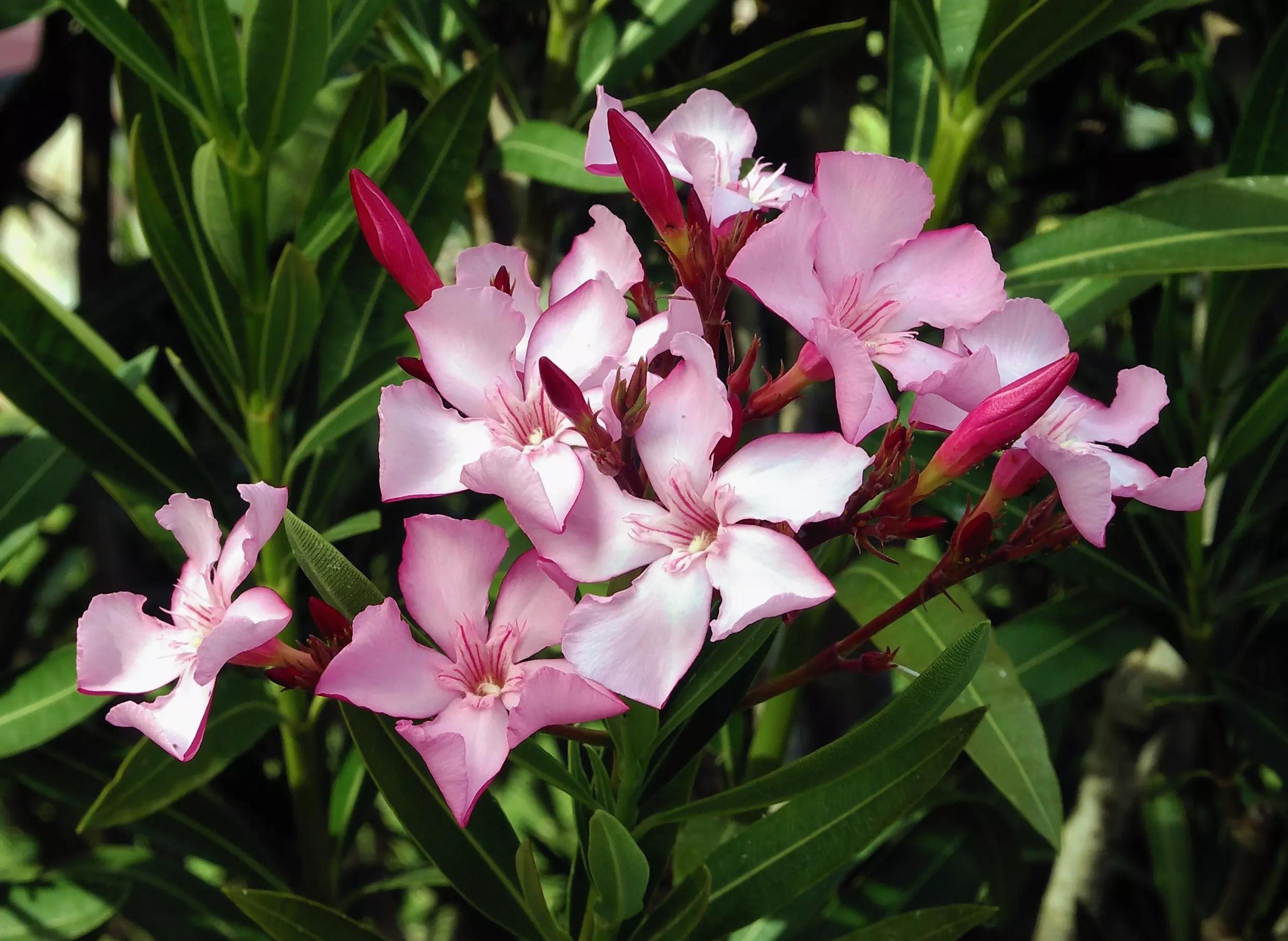 Kerala temple boards stop using oleander flowers in rituals due to toxicity concerns