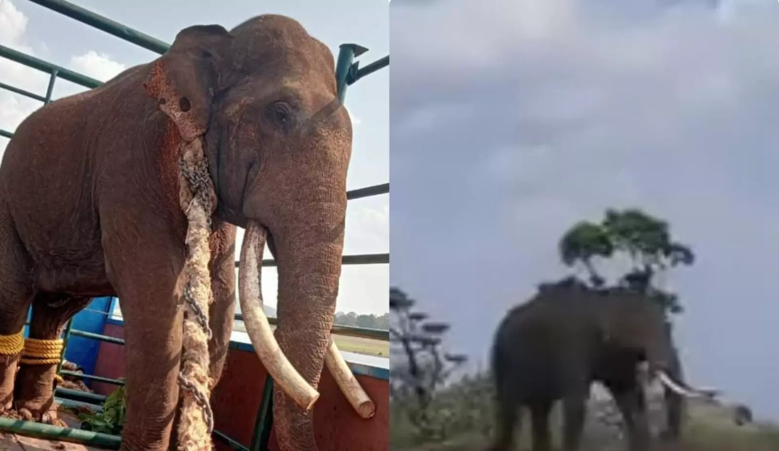 How a dental surgery has left a Bandipur elephant vastly relieved