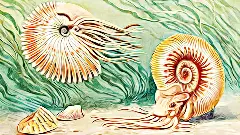 A journey spanning 400 million years with ammonites in Perambalur