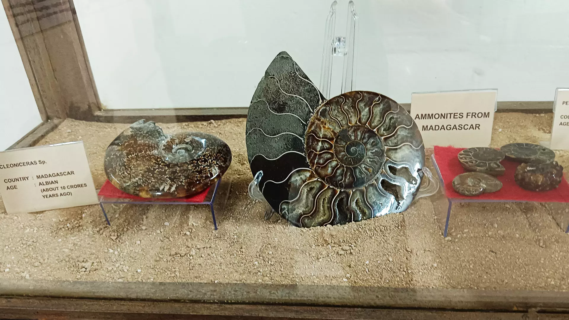 Ammonite fossils from Madagascar.