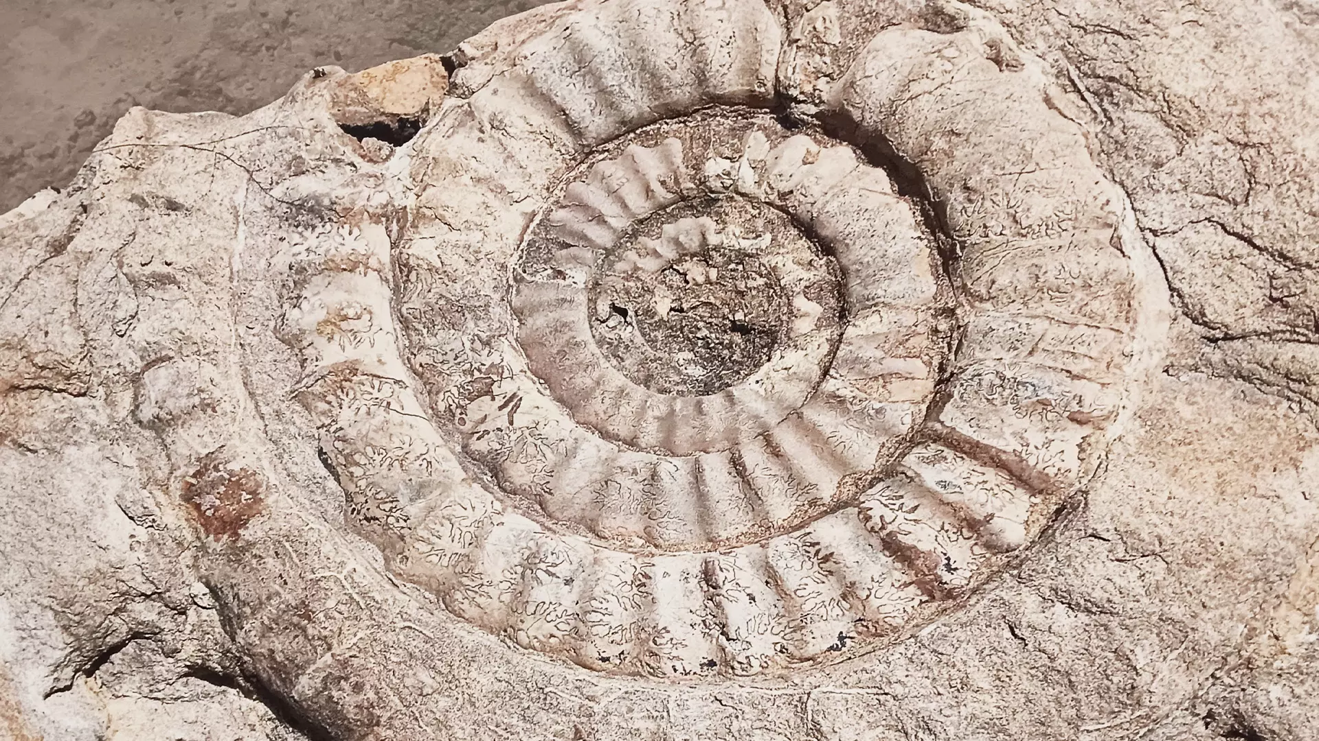 An ammonite fossil found on a rock in a village called Karambiam, in Perambalur.