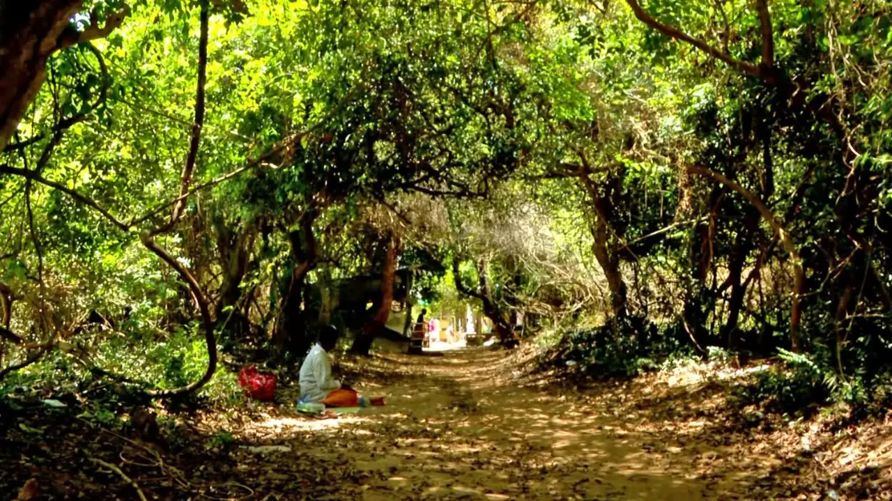 Sacred groves Sacred groves