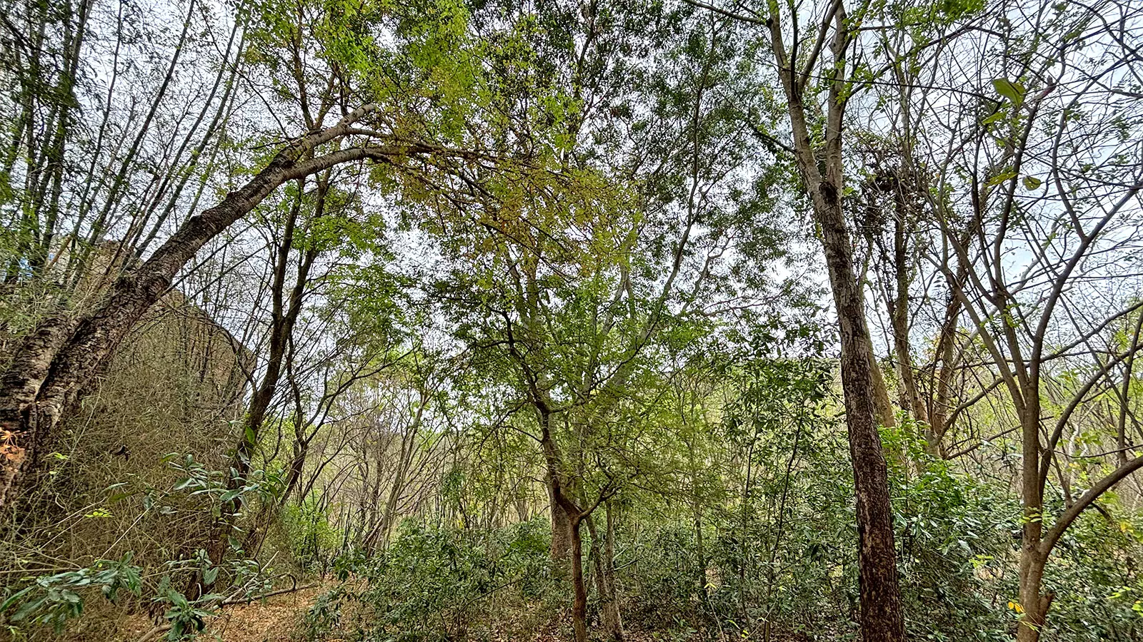 A scared grove in Tamil Nadu. Photos: Pramila Krishnan