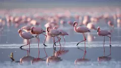 Flamingoes on lake