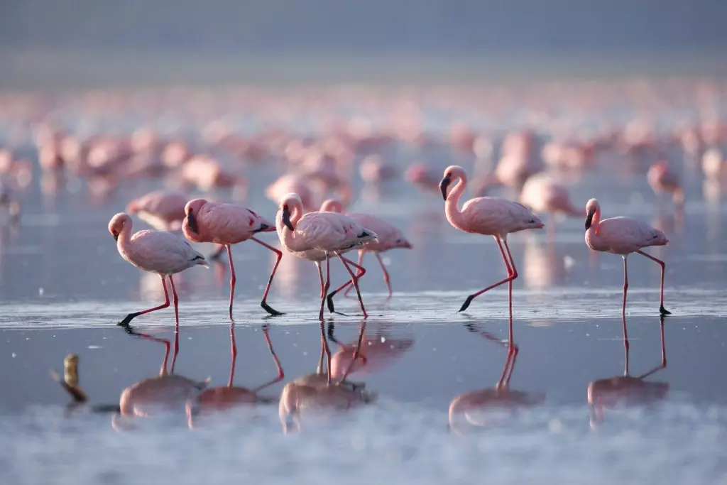 Flamingoes on lake