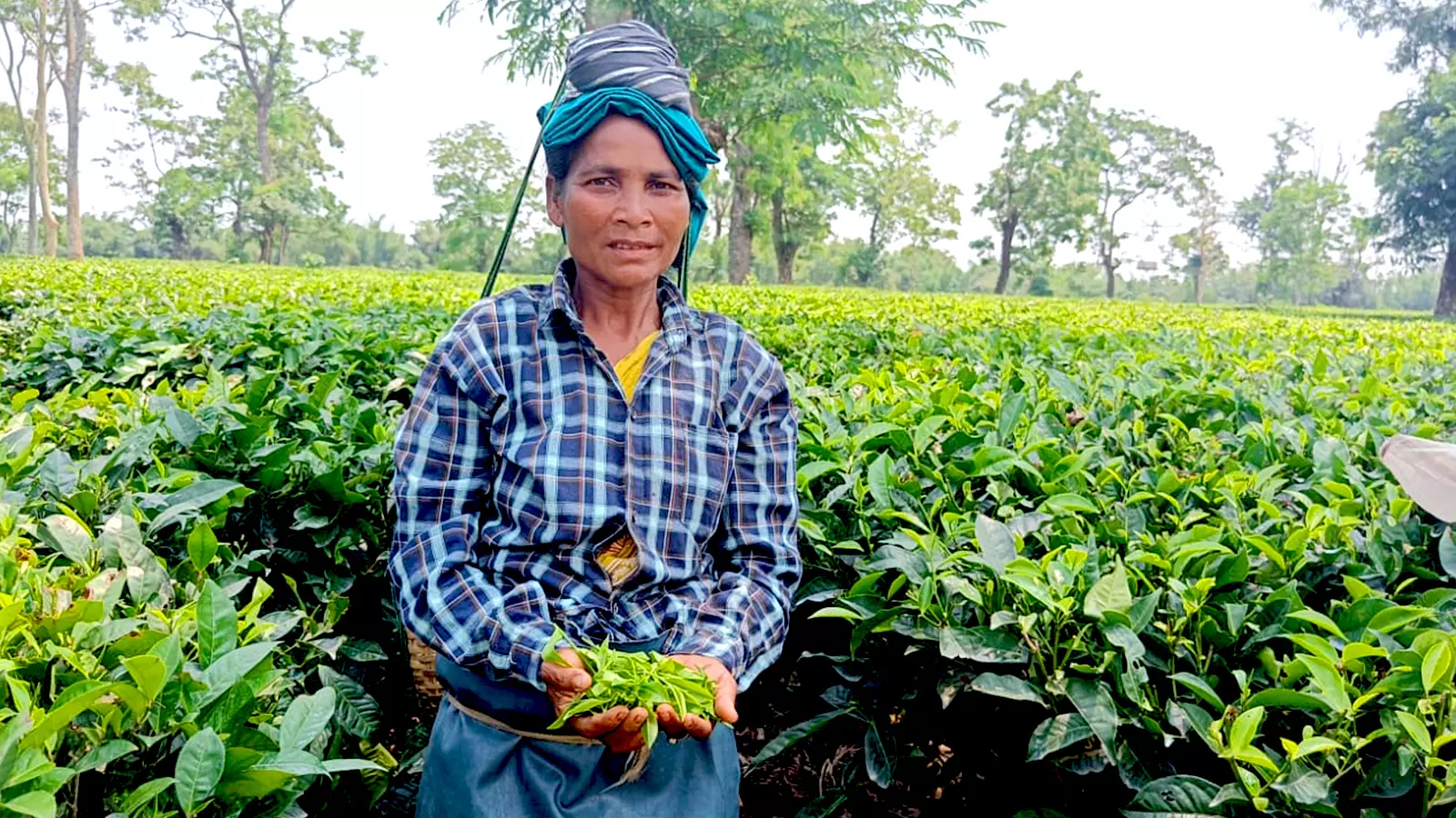 Topno holds a handful of tea leaves. She gets paid Rs 250 for her eight-hour shift at the tea garden.