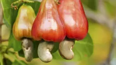 Tourist gets third degree burns after biting into local fruit in Mexico