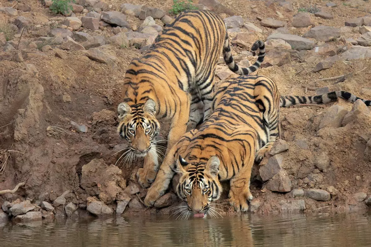 Tadoba Andhari reserve suspends 10 guides, vehicle services for blocking tigers movement